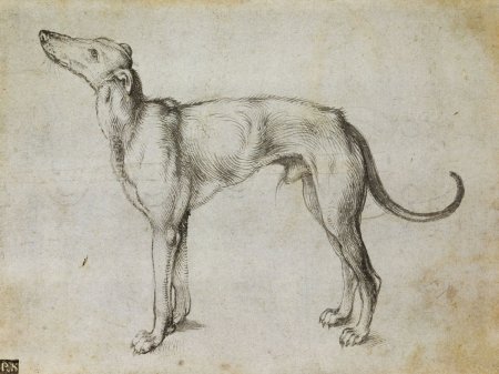 Альбрехт Дюрер борзая