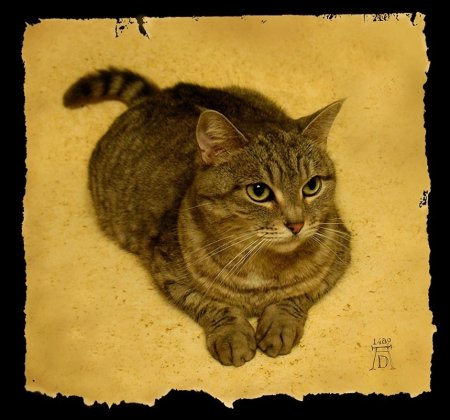 Альбрехт Дюрер кот