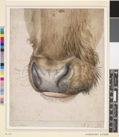 Дюрер Альбрехт животные