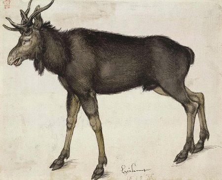 Альбрехт Дюрер картины анималистические