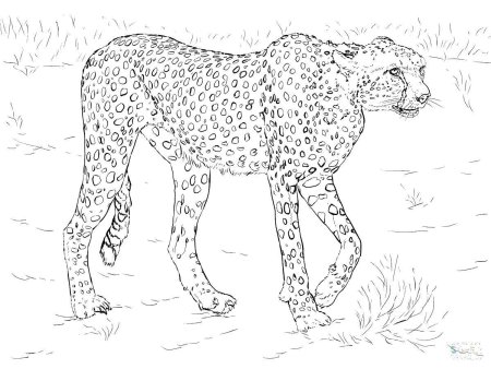 Гепард раскраска для детей