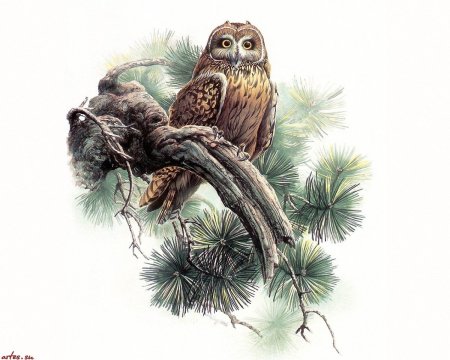 Птица на ветке сосны