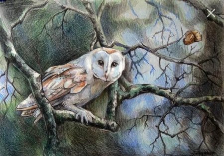Елена Саморядова Совы