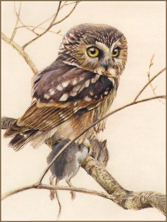 Совы - Роберт Бейтман художник