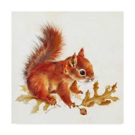 Белочка рисунок