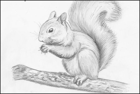 Белка карандашом
