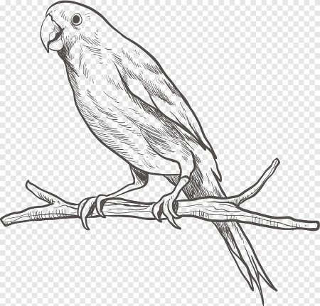 Рисование карандашами попугаев на ветке