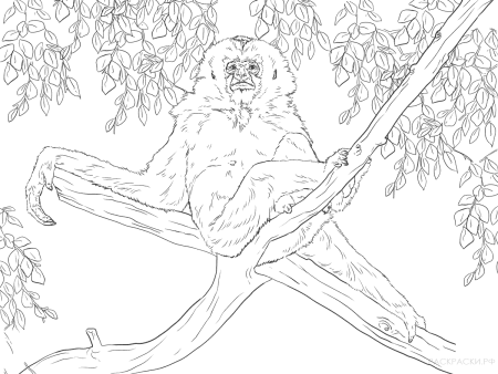 Раскраски деревья и животные