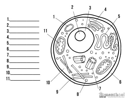 Строение эукариот эукариоты клеток