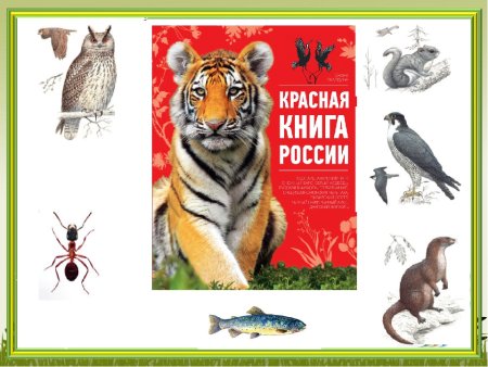 Красная книга для детей животные