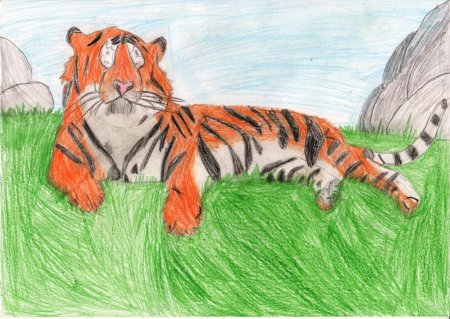 Амурский тигр рисунок