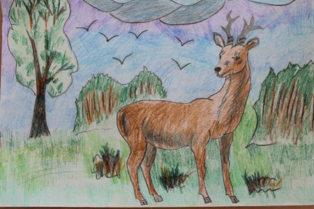 Косуля европейская risunki