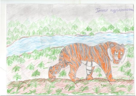 Рисование в подготовительной группе на тему тигр