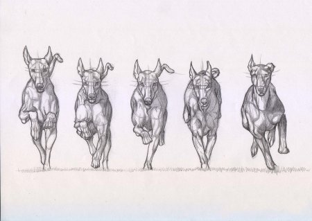 Доберман референс анатомия