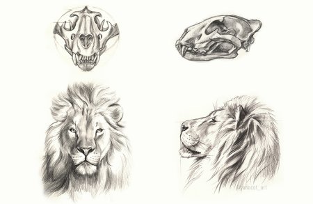 Анатомия головы Льва