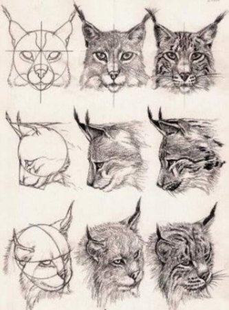 Анатомия морды рыси