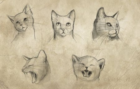 Коты в разных ракурсах