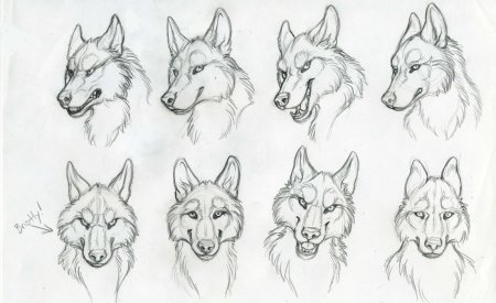 Голова волка для рисования