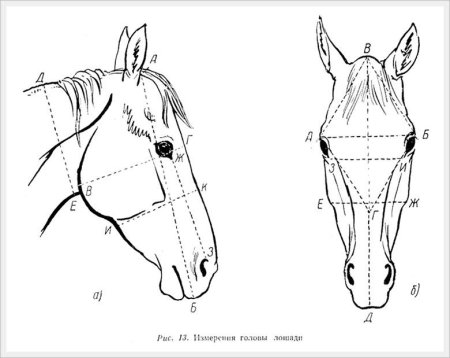 Голова лошади сбоку рисунок