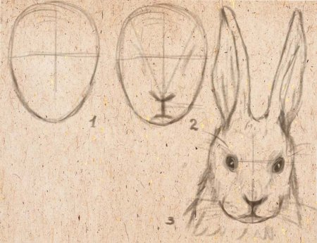 Рисование мордочки зайца