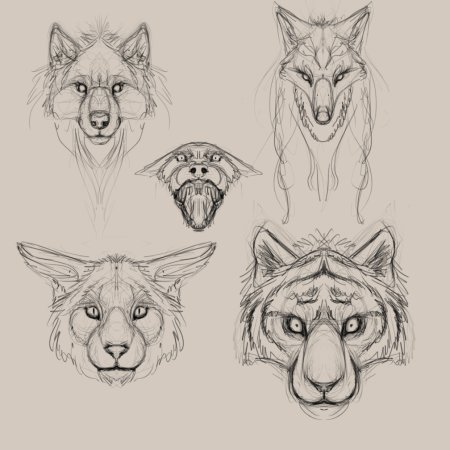 Анатомия морды волка