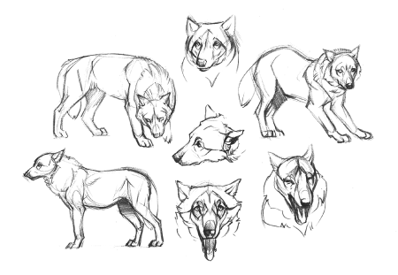 Волк сбоку референс