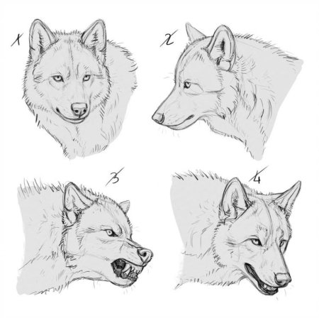 Морда волка сбоку референс