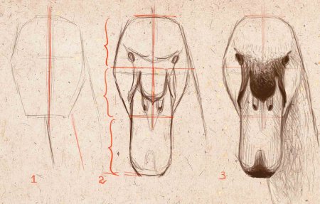 Лебедь анатомия рисования