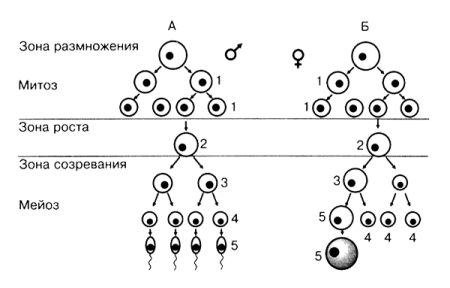 Гаметогенез схема сперматогенез