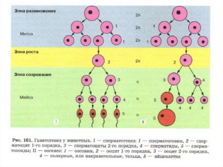 Зона созревания гаметогенеза