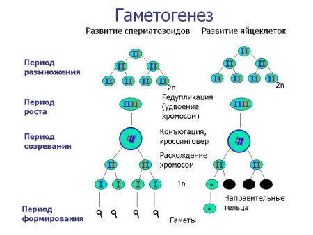 Сперматогенез фаза размножения