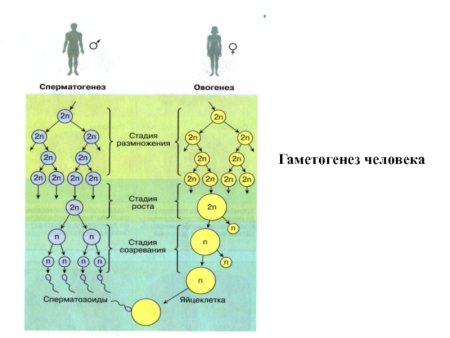 Схема гаметогенеза у человека