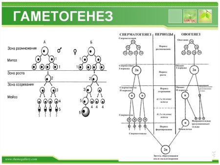 Фазы сперматогенеза схема