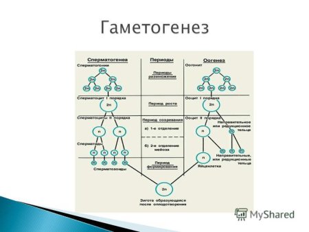 Ооциты гаметогенез