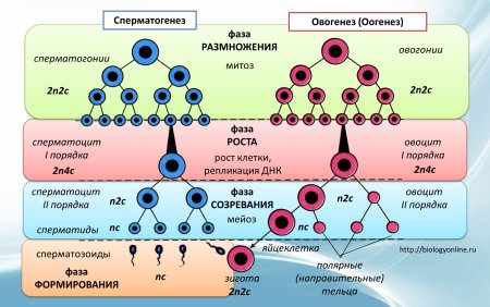 Сперматогенез зоны роста и зоны созревания