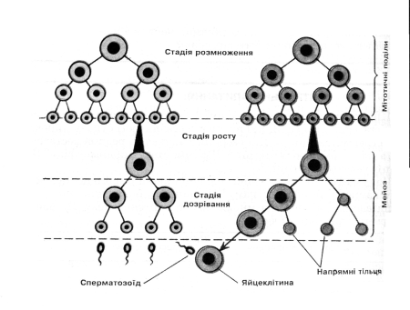 Периоды гаметогенеза кратко
