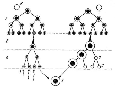 Набор генетического материала и Тип половых клеток