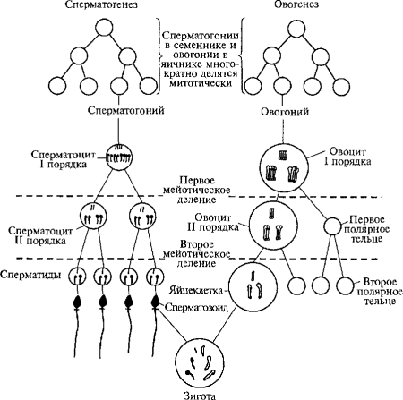 Гаметогенез схема таблица зоны процесс
