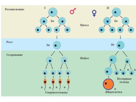 Подписать схему гаметогенеза