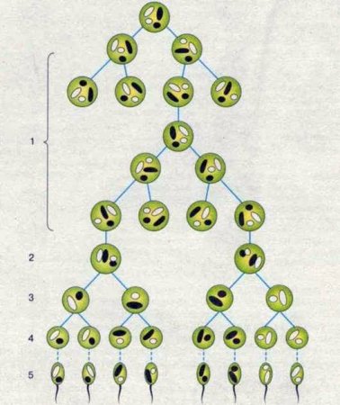 Период сперматогенез оогенез таблица