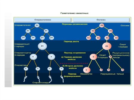 Гаметогенез схема с подписями