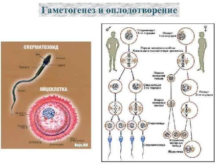 Схема овогенеза и гаметогенеза