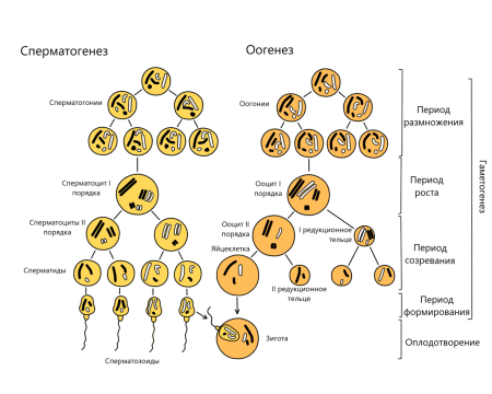Гаметогенез и сперматогенез стадии