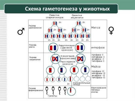 Гаметогенез сперматоциты