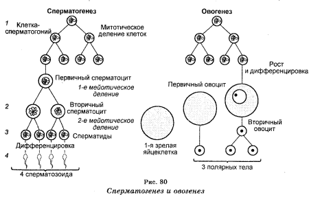 Образование половых клеток мейоз схема