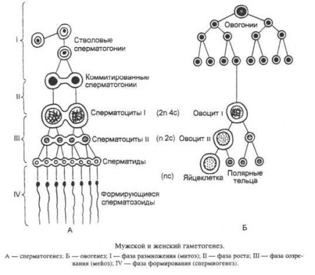 Строение гамет рисунок