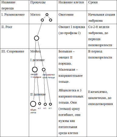 Фазы овогенеза схема