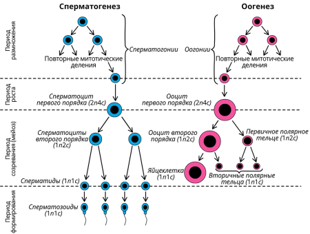 Сперматогенез 2) оогенез