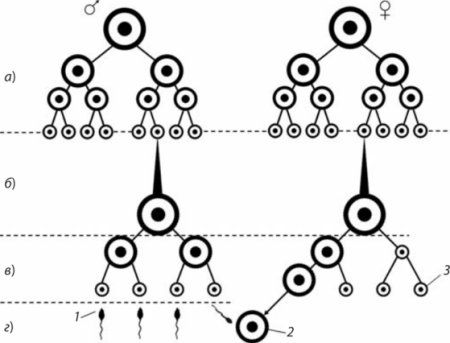 Характеристика стадий образования половых клеток