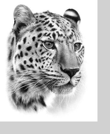 Леопард тату эскиз